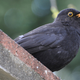 Image for article titled Moving to the city could split birds into separate species